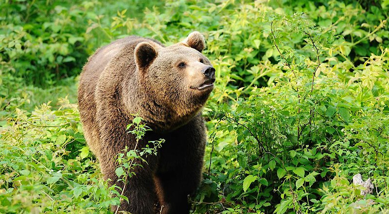 Urlaub mit Kindern im Bayerischen Wald